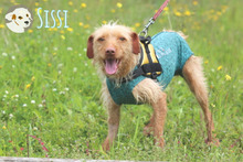 SISSI, Hund, Podengo-Mix in Portugal - Bild 2