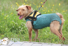 SISSI, Hund, Podengo-Mix in Portugal - Bild 3