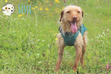 SISSI, Hund, Podengo-Mix in Portugal - Bild 4