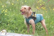 SISSI, Hund, Podengo-Mix in Portugal - Bild 5