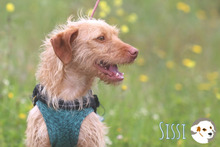 SISSI, Hund, Podengo-Mix in Portugal - Bild 6