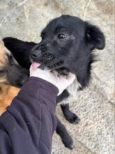 LOU, Hund, Mischlingshund in Berg - Bild 3