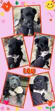 LOU, Hund, Mischlingshund in Berg - Bild 5