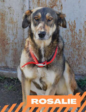 ROSALIE, Hund, Mischlingshund in Bulgarien - Bild 1
