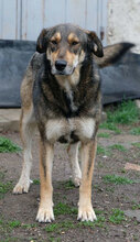 ROSALIE, Hund, Mischlingshund in Bulgarien - Bild 2