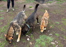 ROSALIE, Hund, Mischlingshund in Bulgarien - Bild 3