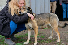 ROSALIE, Hund, Mischlingshund in Bulgarien - Bild 4