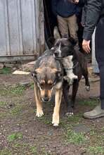 ROSALIE, Hund, Mischlingshund in Bulgarien - Bild 5