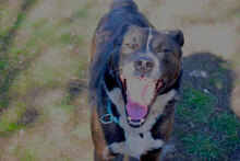RONALD, Hund, Mischlingshund in Bulgarien - Bild 2