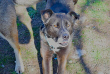 RONALD, Hund, Mischlingshund in Bulgarien - Bild 3