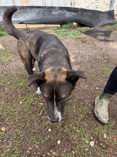 RONALD, Hund, Mischlingshund in Bulgarien - Bild 4