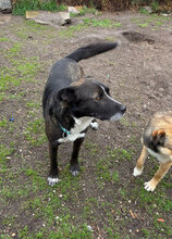 RONALD, Hund, Mischlingshund in Bulgarien - Bild 5