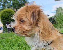 ODIN, Hund, Malteser-Yorkshire Terrier-Mix in Landsberg - Bild 1