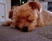 ODIN, Hund, Malteser-Yorkshire Terrier-Mix in Landsberg - Bild 2
