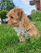 ODIN, Hund, Malteser-Yorkshire Terrier-Mix in Landsberg - Bild 6