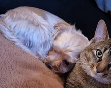 ODIN, Hund, Malteser-Yorkshire Terrier-Mix in Landsberg - Bild 7