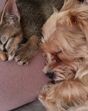ODIN, Hund, Malteser-Yorkshire Terrier-Mix in Landsberg - Bild 8