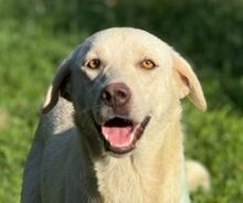 PAMUK, Hund, Labrador-Mix in Bulgarien - Bild 1