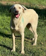 PAMUK, Hund, Labrador-Mix in Bulgarien - Bild 2