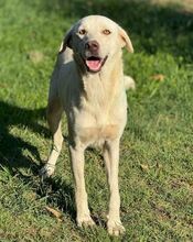 PAMUK, Hund, Labrador-Mix in Bulgarien - Bild 3