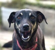 MACUN, Hund, Mischlingshund in Bulgarien - Bild 1