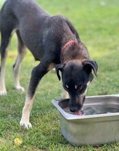 MACUN, Hund, Mischlingshund in Bulgarien - Bild 2