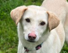 DIDEM, Hund, Mischlingshund in Gefrees - Bild 1