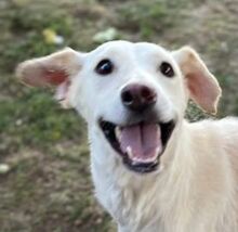 DIDEM, Hund, Mischlingshund in Gefrees - Bild 10