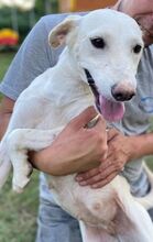 DIDEM, Hund, Mischlingshund in Gefrees - Bild 11