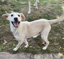 DIDEM, Hund, Mischlingshund in Gefrees - Bild 12