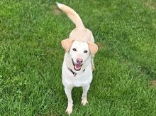 DIDEM, Hund, Mischlingshund in Gefrees - Bild 2