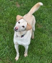 DIDEM, Hund, Mischlingshund in Gefrees - Bild 3