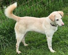 DIDEM, Hund, Mischlingshund in Gefrees - Bild 4