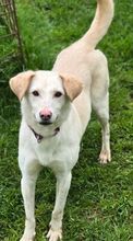 DIDEM, Hund, Mischlingshund in Gefrees - Bild 5
