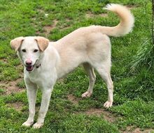 DIDEM, Hund, Mischlingshund in Gefrees - Bild 6
