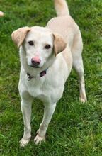 DIDEM, Hund, Mischlingshund in Gefrees - Bild 7