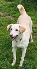 DIDEM, Hund, Mischlingshund in Gefrees - Bild 8