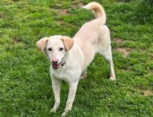 DIDEM, Hund, Mischlingshund in Gefrees - Bild 9