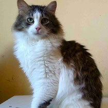 DARCY, Katze, Europäisch Kurzhaar in Bulgarien - Bild 1