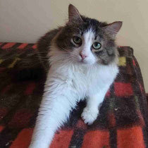 DARCY, Katze, Europäisch Kurzhaar in Bulgarien - Bild 2