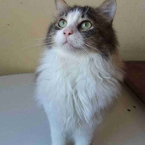DARCY, Katze, Europäisch Kurzhaar in Bulgarien - Bild 3