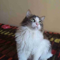DARCY, Katze, Europäisch Kurzhaar in Bulgarien - Bild 4