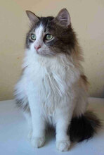 DARCY, Katze, Europäisch Kurzhaar in Bulgarien - Bild 5