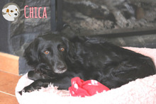 CHICA, Hund, Mischlingshund in Portugal - Bild 1