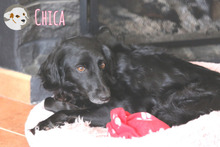 CHICA, Hund, Mischlingshund in Portugal - Bild 2