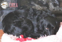 CHICA, Hund, Mischlingshund in Portugal - Bild 3