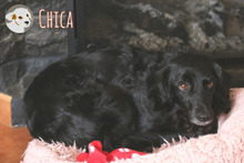 CHICA, Hund, Mischlingshund in Portugal - Bild 5