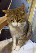 DUNDY, Katze, Europäisch Kurzhaar in Bulgarien - Bild 2