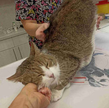 DUNDY, Katze, Europäisch Kurzhaar in Bulgarien - Bild 3