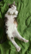 DUNDY, Katze, Europäisch Kurzhaar in Bulgarien - Bild 4